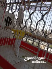  4 جوز كوكتيل ذكر البينو عين اسود انثى ازبل مع القفص كوخ تحتهم بيض عدد3سعرهم 60اخرهم
