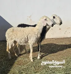  2 جعد نجديات أصل عشرات ما شاء الله عليهن لراسين العدد 2 الي يريد يربي لا يفوت