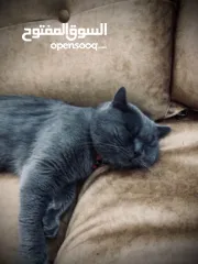  3 قط بريطاني للبيع بسبب سفرلطيف ولعوب وهادء وماخد كافة التطعيمات والحاله الصحيه ممتاز عمره سنه ونصف