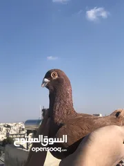  7 اربد حي شرقي