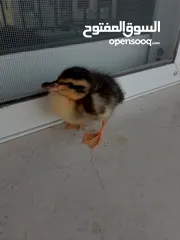  4 بطة صغيره مدجنه للبيع مثاليه للتربية و الهواية صحتها ممتازه و نظامها الغذائي الصحي و متوازن متو