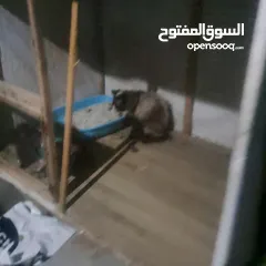  31 قفص مستعمل يدوي متر ونصف في 80 سم.................................................................