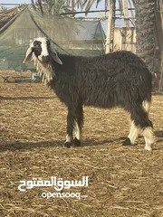  4 كباشه وحملان