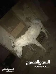  3 سلام عليكم عندي حشكم حمار  بغل للبيع  مدرب علي حرت