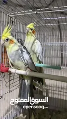  8 جوز كوكتيل بايد للبيع