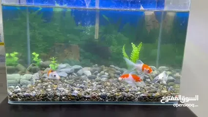  4 Aquarium with fish and accessories