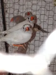  9 طيور جنه    27 حبه مخاليف