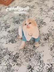  3 Pure Scottish Fold Longhair Kitten