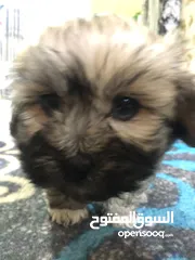  3 كلاب تيلر صغار عمر شهر اتواصل علا وتساب