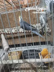  6 جوز كوكتيل شغالات بالصلاة على النبي مطلوب فيهم 40