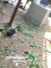  2 بش مصري أبيض