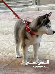  3 جرو هاسكي سيبيري 3 شهور