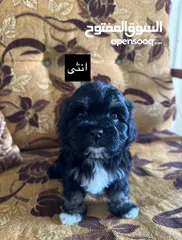  7 جراء فرينش تيرير للبيع