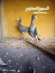  3 طيره منفاخ وجوز فراخ جلوف