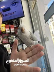  18 كويكر طفرة سينامون أليف راقص لعوب متكلم تابع الوصف للأهمية