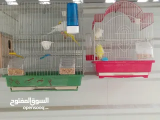  3 طيور للبيع ما شاء الله طيور بجننو طير من الجنه ما شاء الله الله يبارك لصاحب النصيب او صاحبيت النصيب