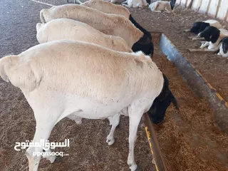  2 خرفان بربر سمان