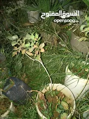  5 اشجار زينه