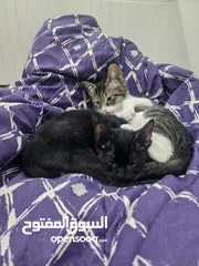  3 adoption for kittems