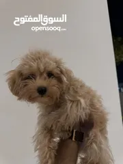  1 Maltipoo puppy