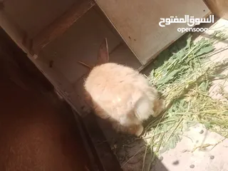  12 ارانب للبيع ثلاثه ذكرين وانثى الماني