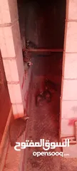  5 متوفر 3جواز حجل بلدي شغالات العمر حوالي سنتين تفقيس جاجه   جاجه قرقه تحتها 8فراخ حجل  12بيضه حجل