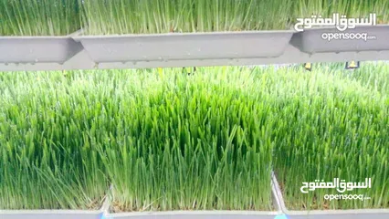  21 استنبات شعير  شعير مستنبت Sprouted   صواني استنبات شعير Barley germination barley