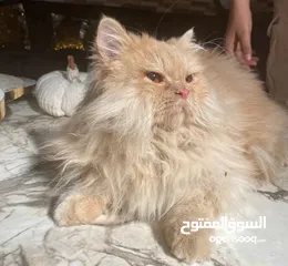  3 قط شيرازي جاهز لبيتو لجديد منظف معقم عمرو سنة بياكل دراي فود