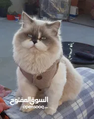  6 ذكر راغدول عمر شهرين للبيع