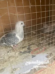  6 طيور حمام عدد خمسه