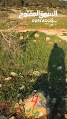  2 نمرة ارض مميزة للاستثمار الشخصي