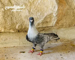  1 جوزين ابواز مستوى جميل وفحل قرقاطي وفحل نوري قراقطه وفحل بوز للبيع حمامات انظاف
