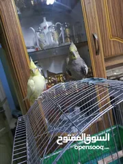  3 تران كوكتيل حجم جامبو اليفات جدا جدا