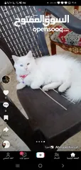  1 للبيع قطه شيرازي تركيه عيون ملونه كل عين شكل عمرها 8 اشهر خلف قبل شهر جابت قطه بلصلاه على النبي