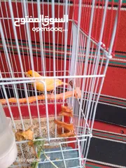  7 طيور كنار للبيع