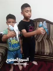 1 متاح جوزين حب شغلات 100/100 او اليفات بسعر حرق حرق للبيع اقرء الوصف