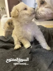  4 Maltese puppy 2 months old