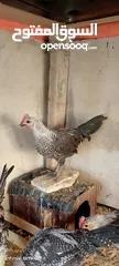  5 ديك للبيع العر 4 شهور