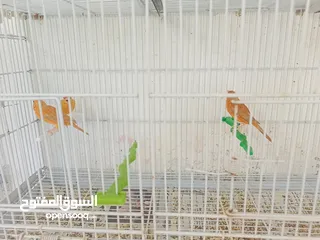  8 طيور كنار مشكله