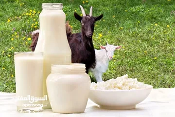  5 حليب طازج يوميا من مزارعنا طبيعي 100٪ وجرب وشوف