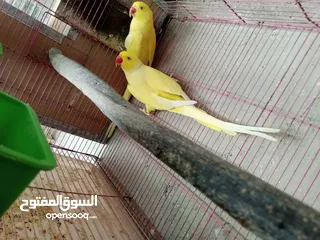  1 جواز دره نخب شغاله