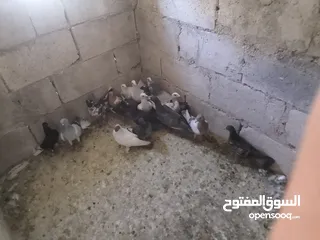  2 حمام فرخ 20 طير  كش