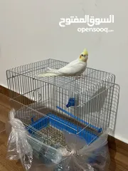 3 بسم الله ماشاء الله ببغاء كوكتيل لاتينو عين حمرا للبيع