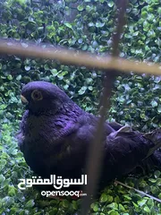  2 فحل بولندي السود طير مطير