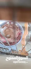  3 طيره بكريه جاهز للبيع او البدل
