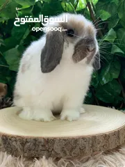  21 أرنب انقلش انقورا والقزم وهولاند لوب و هوتوت - English Angora ,Dwarf,Holland lop & Hotot