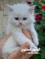  1 قطة شيرازي انثى
