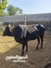  6 ثور و بقره مع ابنها للبيع