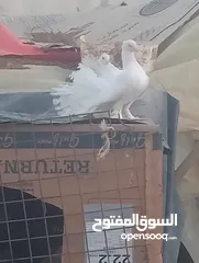  4 حمام حزاز 12دينار