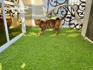  2 Bengal pure cat female قط بنغال انثى بيور